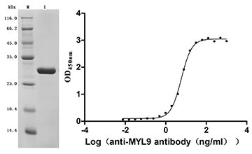 CSB-MP004845HU Validated Data