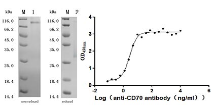 CSB-MP023412HU Validated Data
