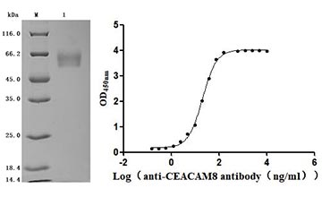 CSB-MP005168HU Validated Data