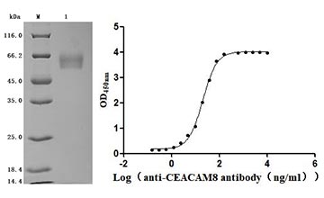 CSB-MP004845HU Validated Data