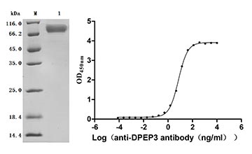 CSB-MP004848HU Validated Data