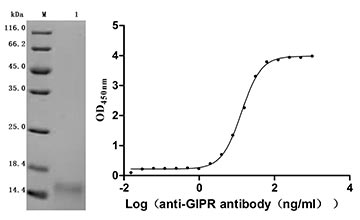CSB-MP004845HU Validated Data