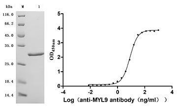 CSB-MP004848HU Validated Data