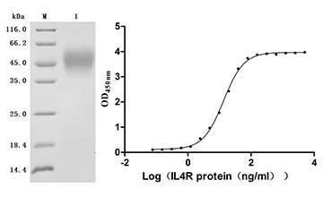CSB-MP023412HU Validated Data