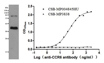 CSB-MP004845HU Validated Data