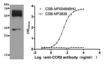 CSB-MP004848HU Validated Data