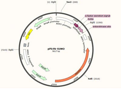 pPic9k-SUMO Plasmid