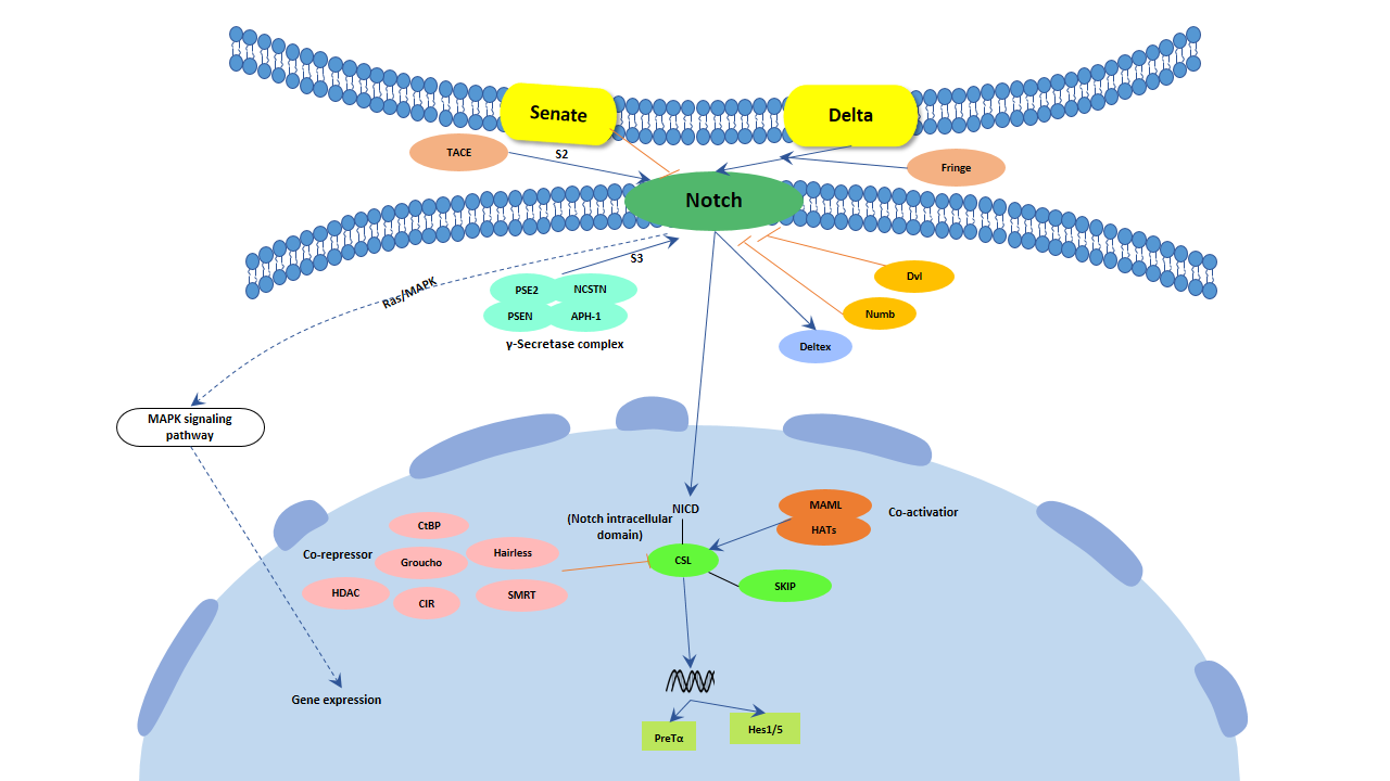 Jak-STAT signaling pathway