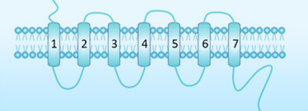 G protein-Coupled Receptor