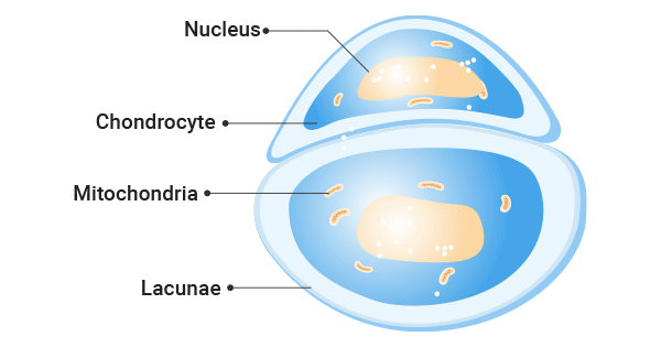 The Structure of Chondrocytes
