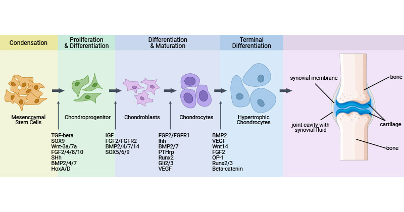 Chondrocyte proliferation and differentiation