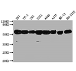 TagControl Antibodies batches01