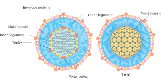 The structure of herpesviruses