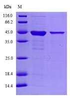 Protein Purity Detection