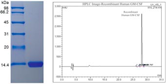 Recombinant Human GM-CSF purity