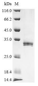 CSB-BP016219DLU SDS