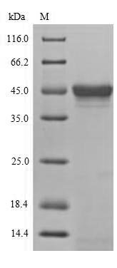 CSB-BP310094DLU SDS