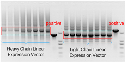 Linear expression vector construction