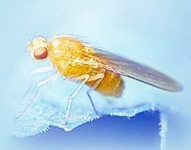 drosophila