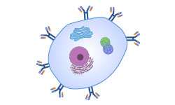 Mammalian Cell Display Service