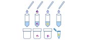 Antibody Purification