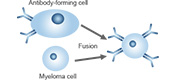 Cell fusion