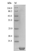Recombinant Human CXCL6 SDS