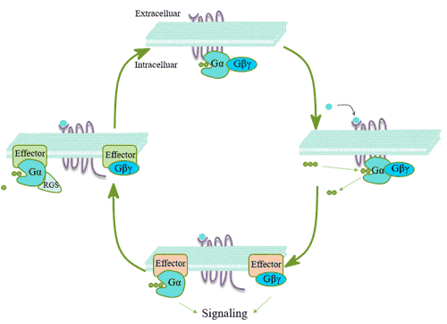 Signal transmission mechanism of G protein coupled receptor