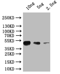 CSB-PA333049XA01DLU WB