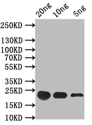 CSB-PA893353XA01DLU WB