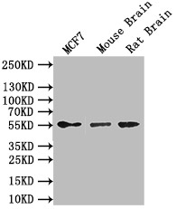 CSB-RA009369MA1HU-WB