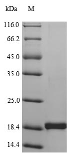 CSB-YP023955HU SDS
