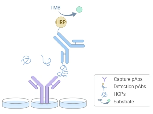 Schematic diagram of HCP residue detection by ELISA