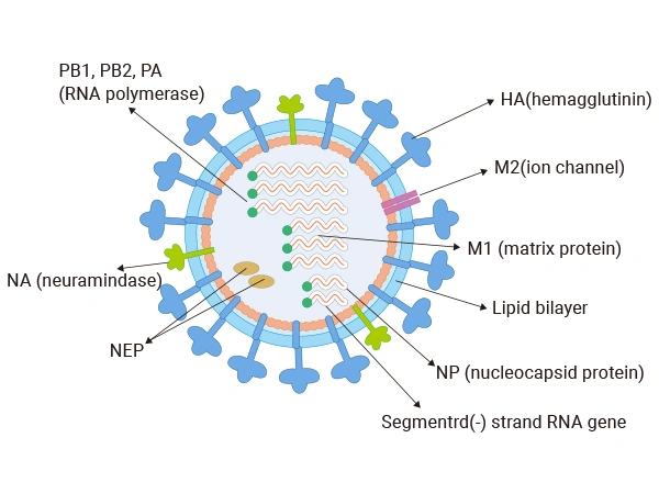 Structure of the influenza virus
