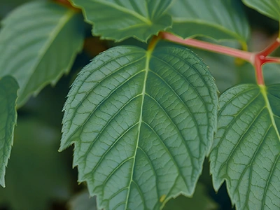Arabidopsis Thaliana & Plants