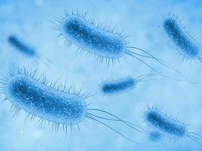 Escherichia coli