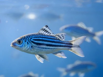 Zebrafish
