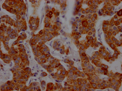 CSB-RA934881A0HU IHC