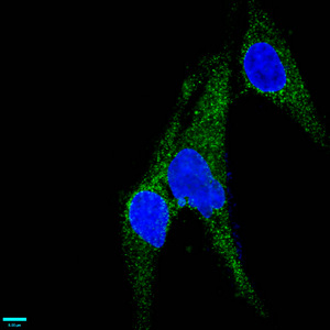 CSB-RA013563A0HU IHC