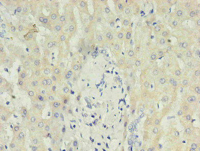 CSB-MA027411E0m IHC