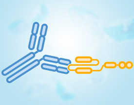 Anti-CAR Linker Antibody