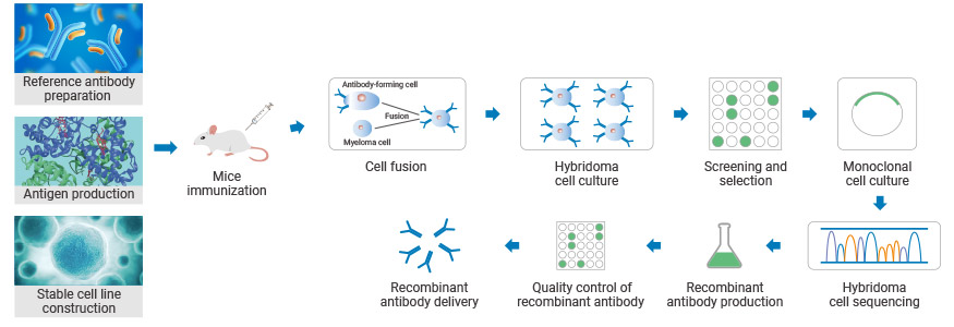 General Steps of CUSABIO Mouse Hybridoma & Sequencing Platform
