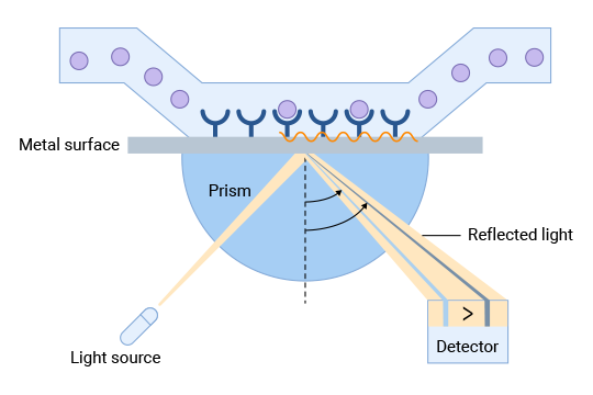 Surface Plasmon Resonance (SPR) Principle Diagram
