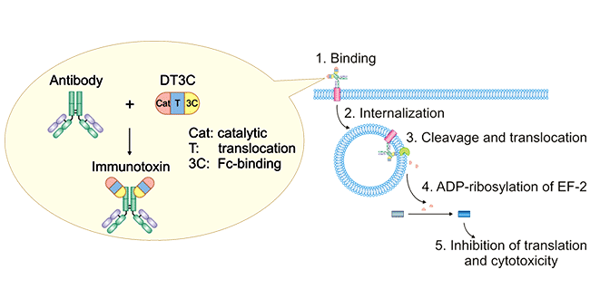 Mechanism of antibody: DT3C-induced cytotoxicity