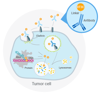 DT3C-Induced Cell Killing Mechanism