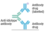 Anti-idiotype Antibody Capture