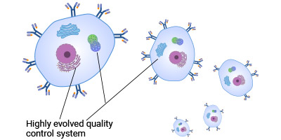 Mammalian cell display