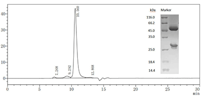 CSB-MA996977I2m SDS-PAGE