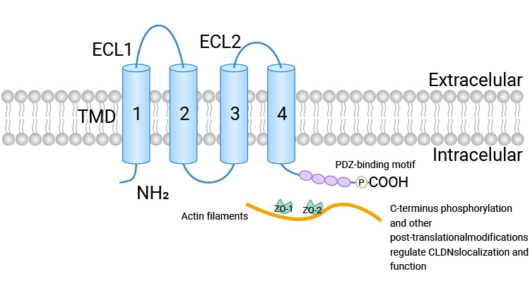 Schematic Diagram of Claudin Protein Structure