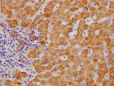 CSB-RA999377A0HU IHC